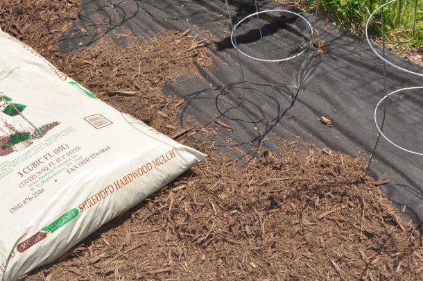 gardening and spring time 084