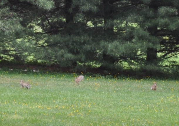 gelnwood market spring flowers and bunnies 135