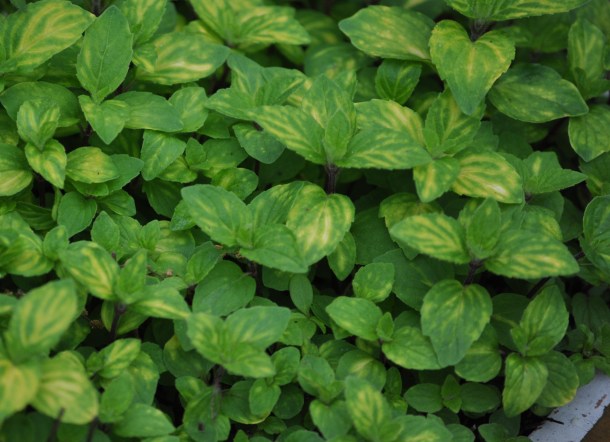 gelnwood market spring flowers and bunnies 227