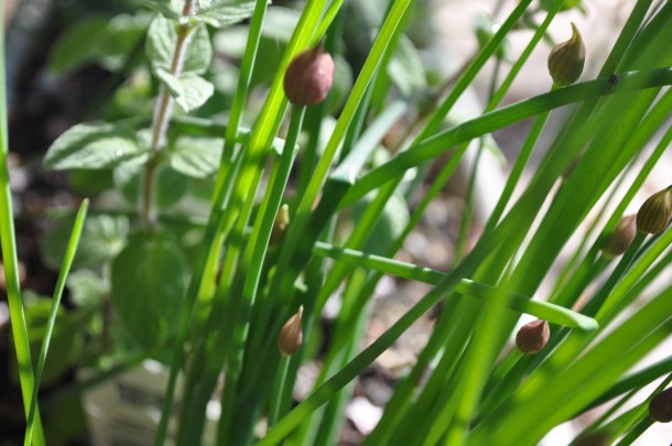 grillin chillin and drinking 029
