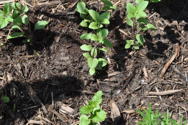 mothers day and gardens and old wine 067