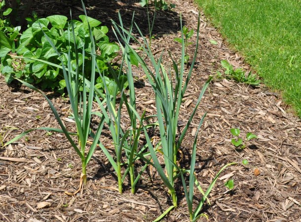 mothers day and gardens and old wine 215