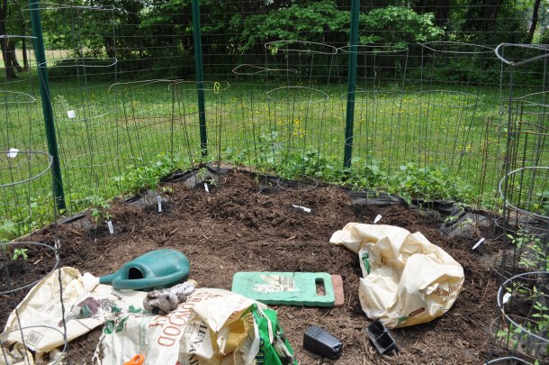 tomato garden planting 011