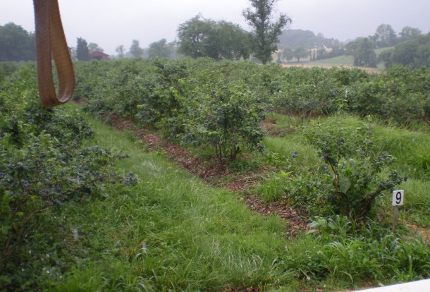 butlers blueberries 016