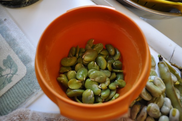 fava beans 020