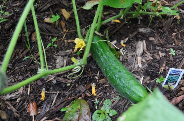 GARDEN IN THE RAIN 070