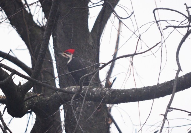 pileated woodpecker 012