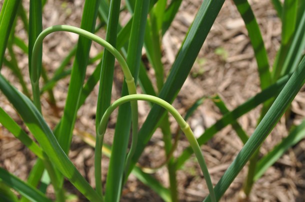 scapes and kousas 005