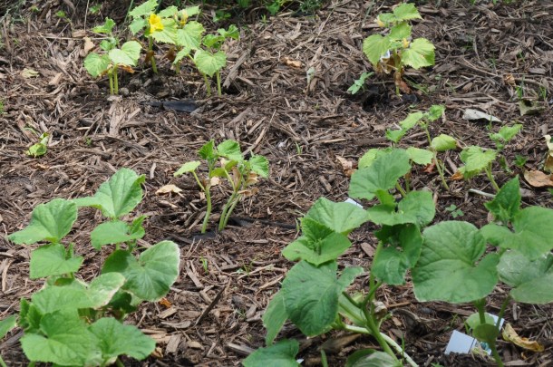 scapes and kousas 018