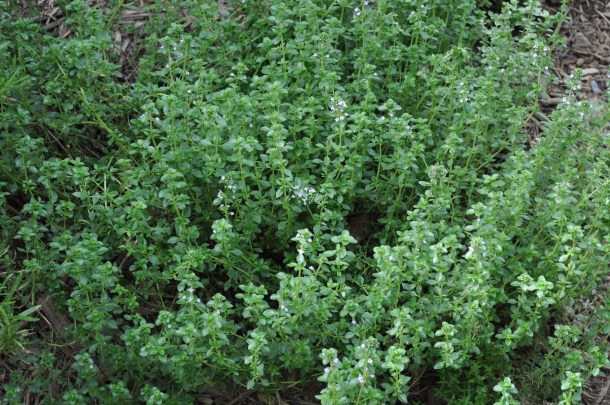 scapes and kousas 020