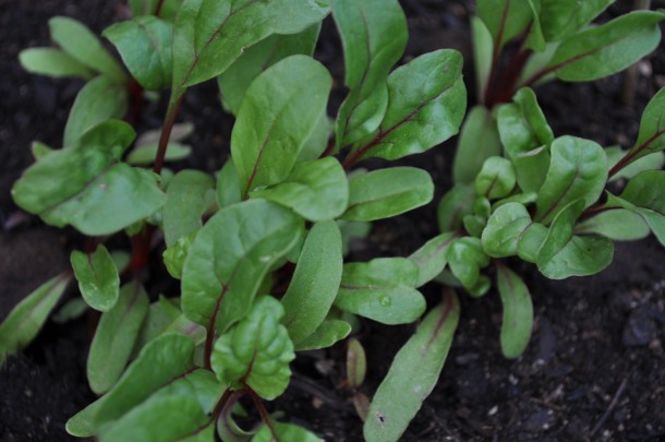 scapes and kousas 051