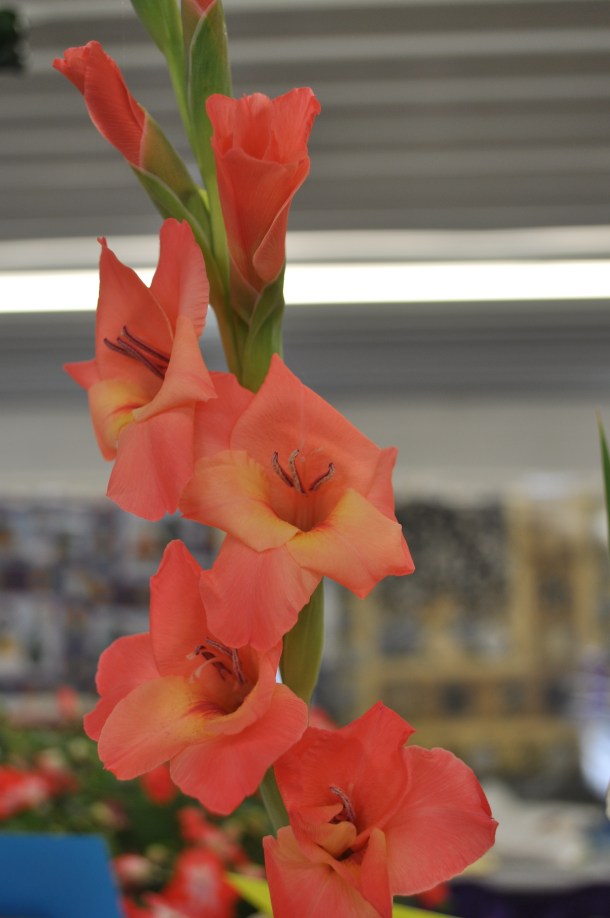 fair and anniversary and csa 078