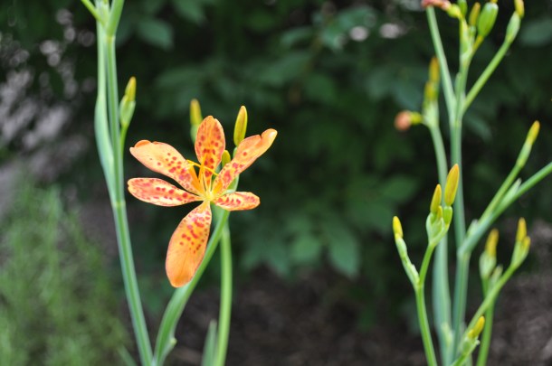 gardening pics in early july 013