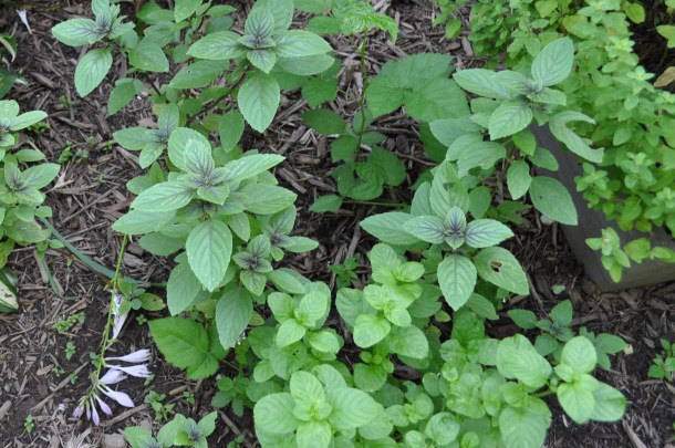 gardening pics in early july 021