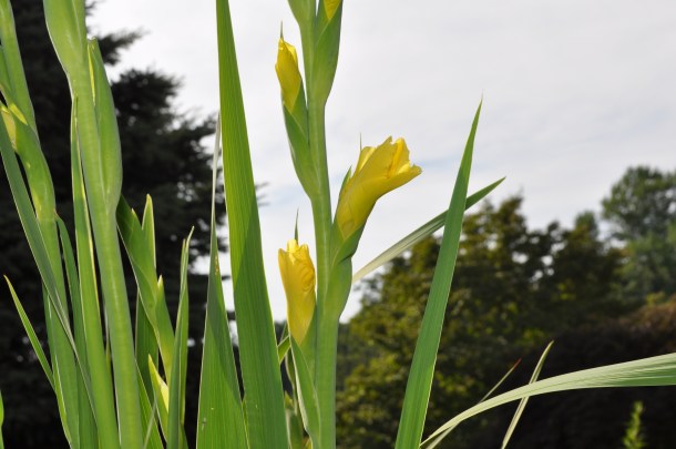 gardening pics in early july 053