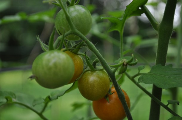 gardening pics in early july 072