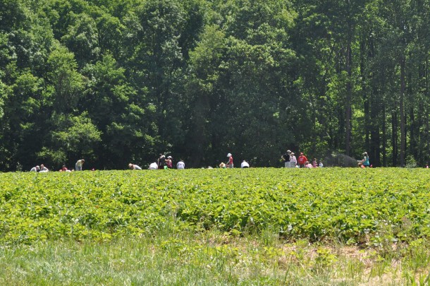 larriland and rhubarb BBQ 008