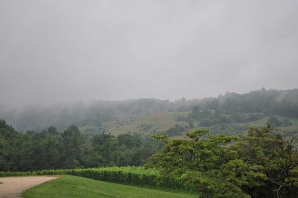 linden in the rain 002