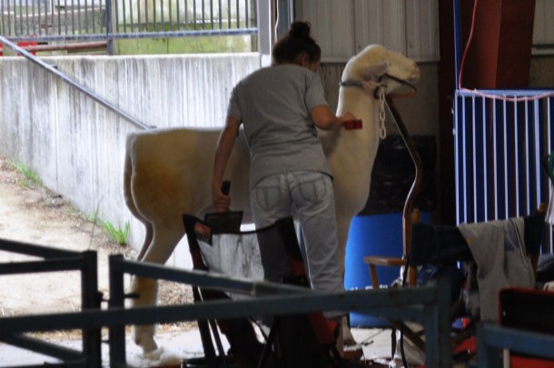 4h fair some food and tomatoes 006