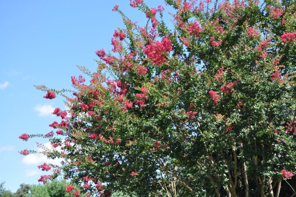 bees, birds, csa week 13 2013 067