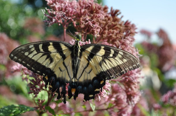 bug man, caterpillars and turf valley 032
