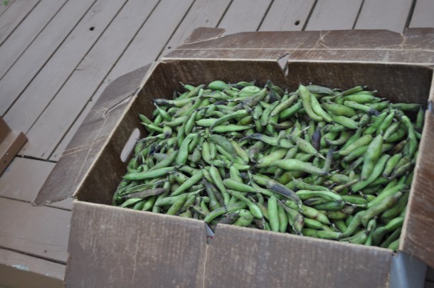 csa farm visit and fava beans 025