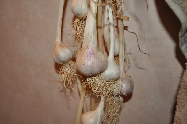 csa summer 2013 week 12 049