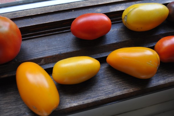 csa week 10 2013 033