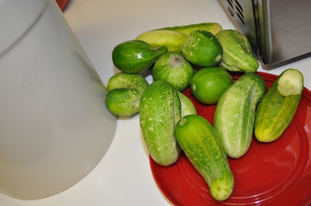 csa week 10 2013 042