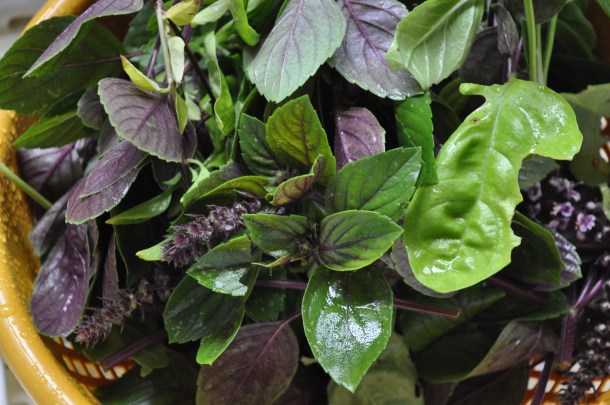 pesto, pasta, sauvignon blanc, tomatoes 019