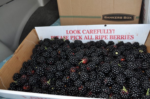 picking berries and peaches 006