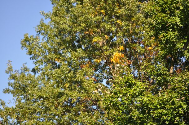 csa week 19 2013 and al fresco dinner 032