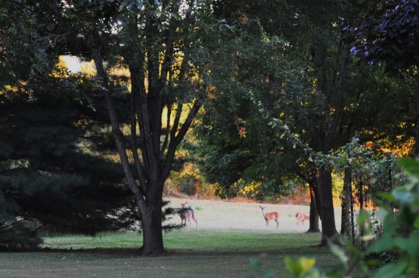 csa week 19 2013 and al fresco dinner 057