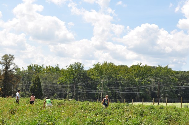 landscape part two sunny day 045