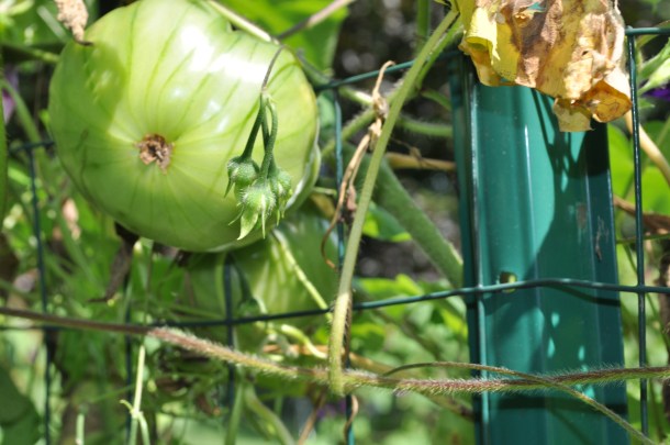 squash growing and other garden stuff 006