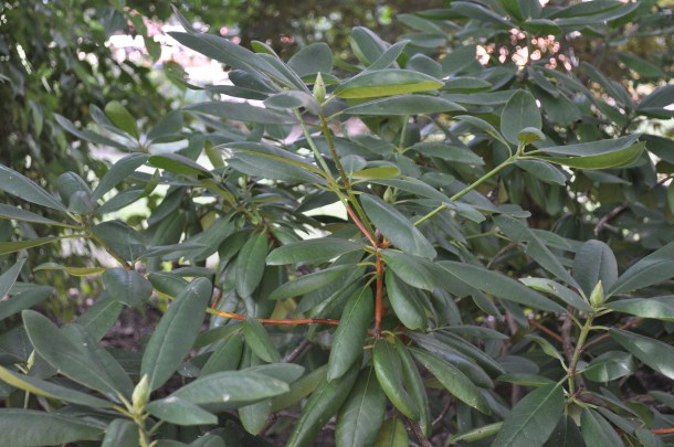 squash growing and other garden stuff 041