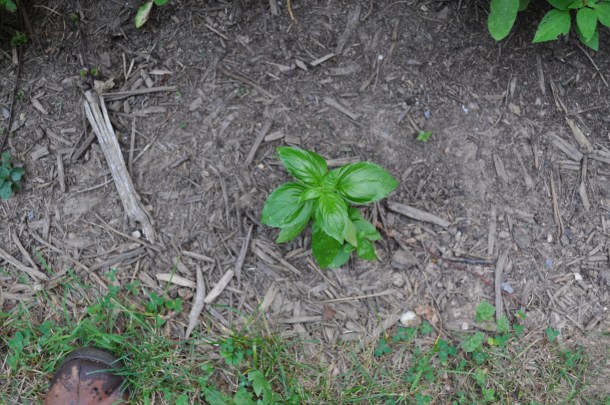 squash growing and other garden stuff 066