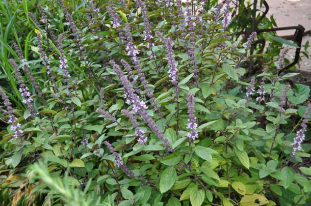 squash growing and other garden stuff 068