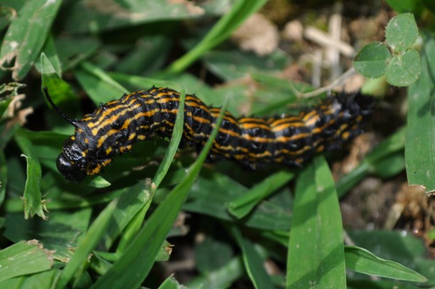 bug man, caterpillars and turf valley 114