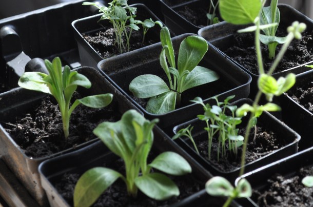 bangers and mash and garden 029