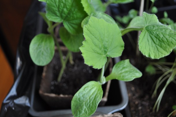 breezy willow pics plus csa week 6 062