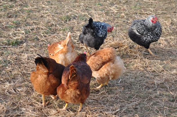 england acres and cooking 030