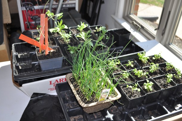 lamb dinners and gardens 016