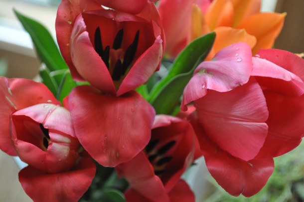 pork butt and tulips and daffodils 011