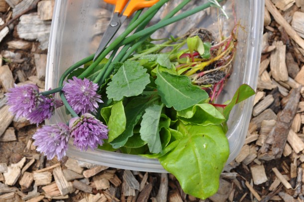 garden after the rain 016