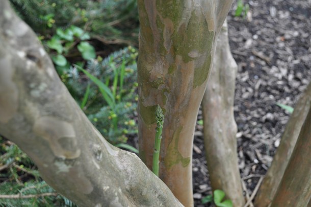 garden after the rain 019