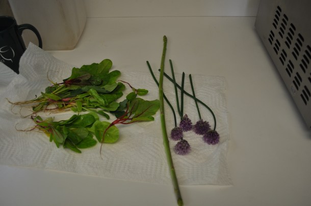 garden after the rain 023