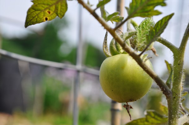 garden and jennys 007