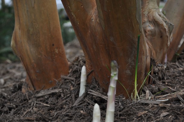 asparagus and garden 057