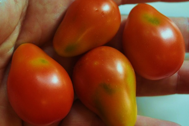 garden and fiddlers 042